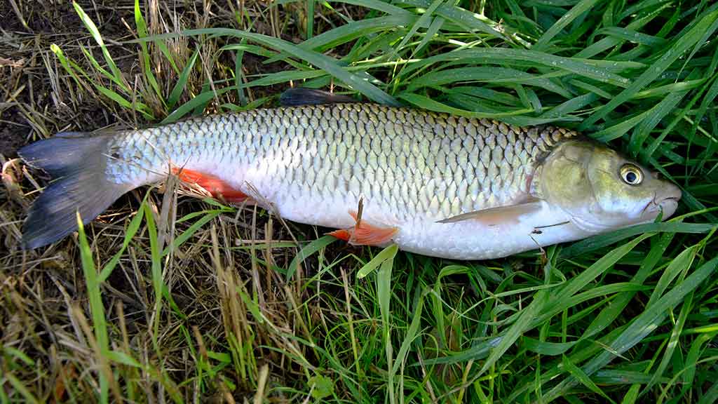 Šapalo šypsena. Pirma dalis Šapalo šypsena. Pirma dalis