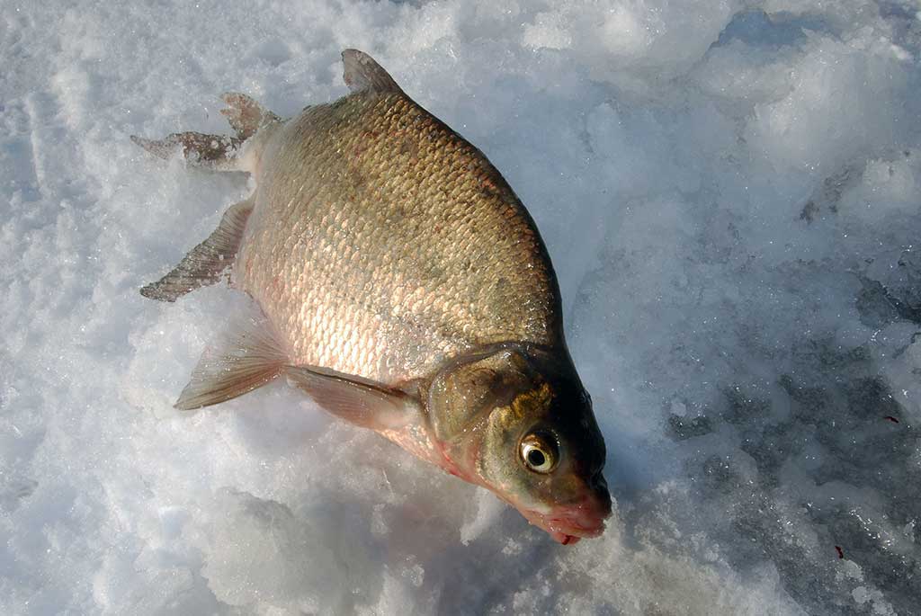 Kaip pagauti karšį? Kaip pagauti karšį?