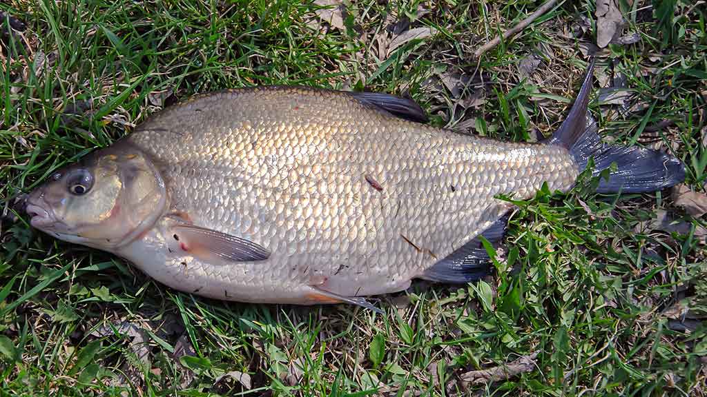 Kaip pagauti karšį? Kaip pagauti karšį?