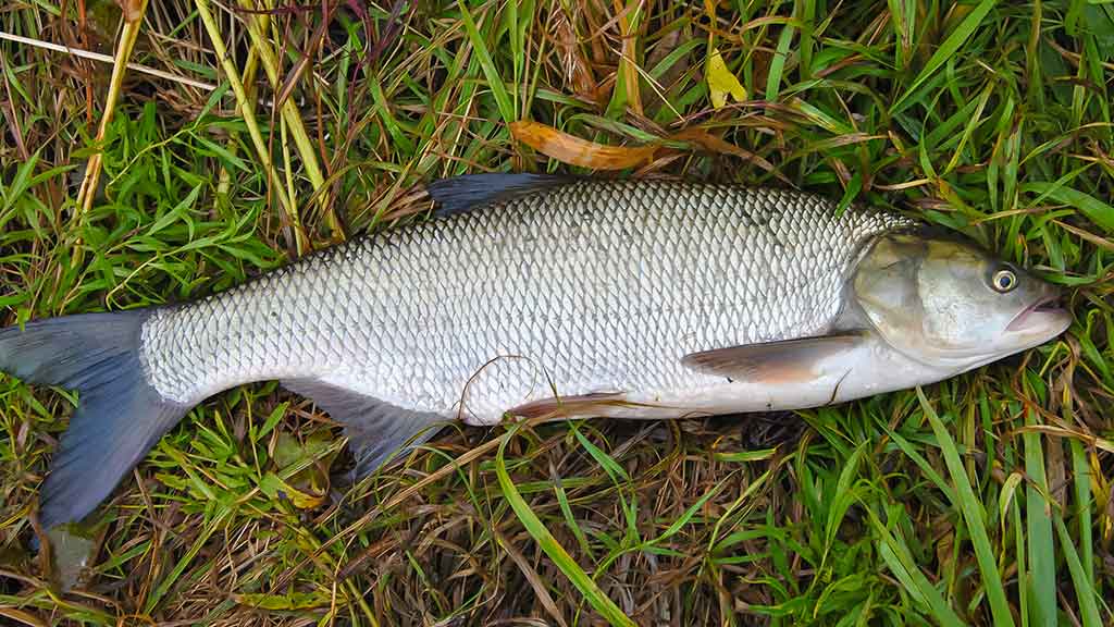 Dviejų uodegėlių fenomenas. Trečia dalis Dviejų uodegėlių fenomenas. Trečia dalis