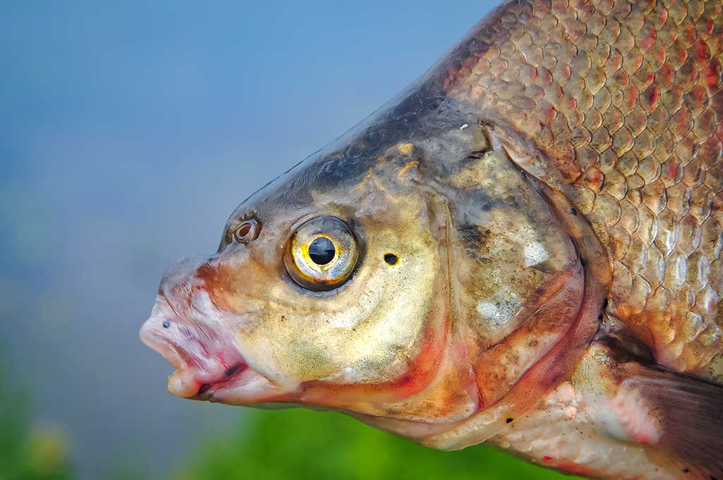Didelių upių karšiai. Pirma dalis Didelių upių karšiai. Pirma dalis