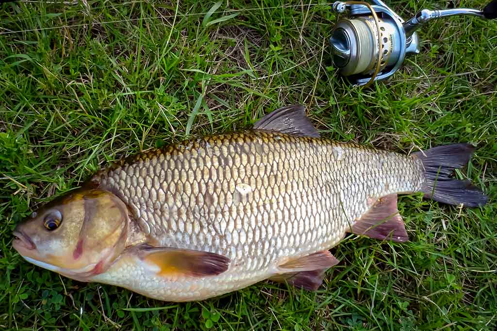 Klasikinis masalas meknėms. Pirma dalis