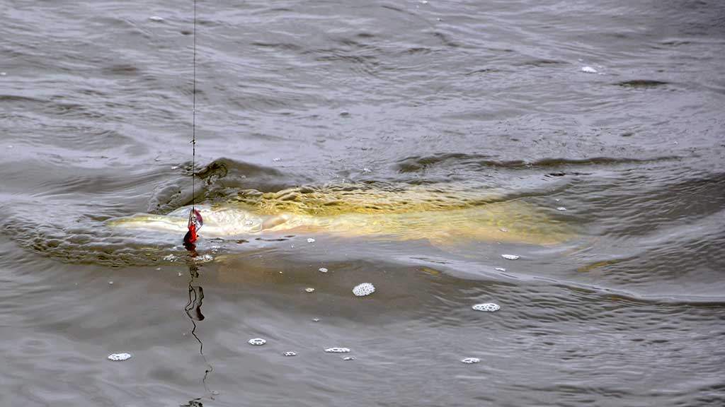Ar sunku išmokti spiningauti? Antra dalis Ar sunku išmokti spiningauti? Antra dalis