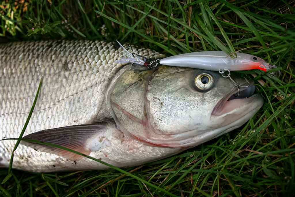 Bendrais bruožais apie salačiams skirtus masalus