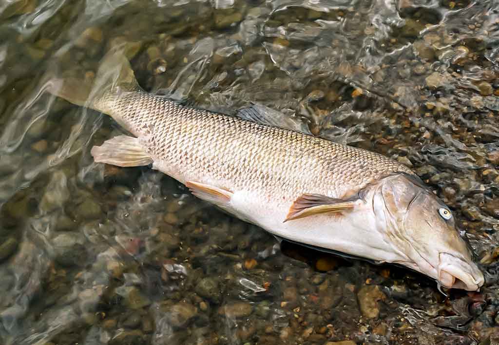 Nuo A iki Z apie monofilamentinį valą. Antra dalis