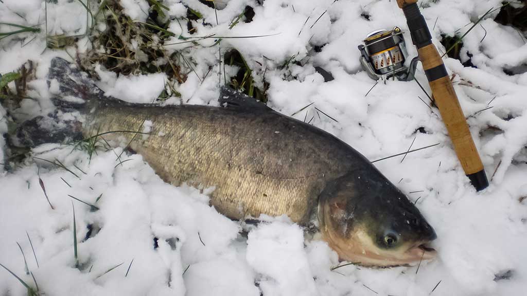 Plačiakakčiai ir karpiai... spiningu