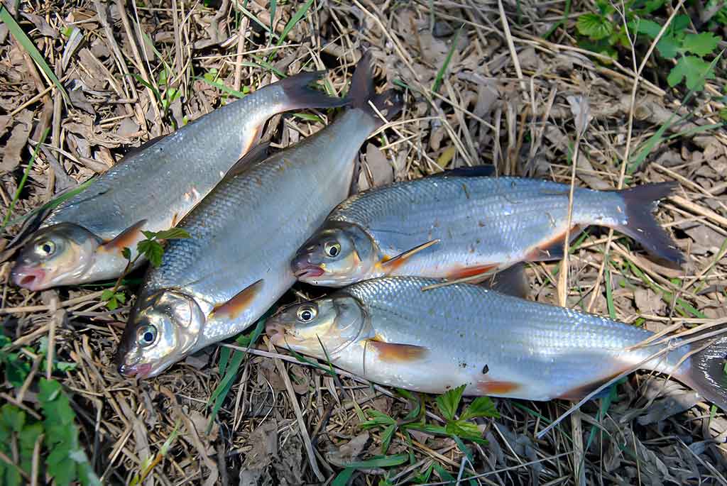 Dar šis bei tas apie kabliukus. Pirma dalis