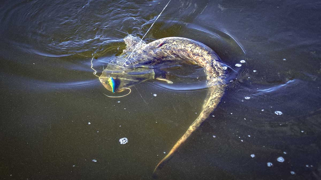 Penkių kilometrų maratonas pakui šamą Penkių kilometrų maratonas pakui šamą