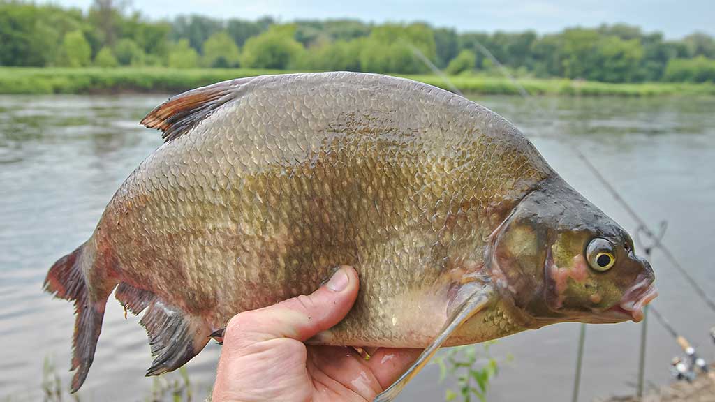 Koks svarelis geriausias. Antra dalis Koks svarelis geriausias. Antra dalis