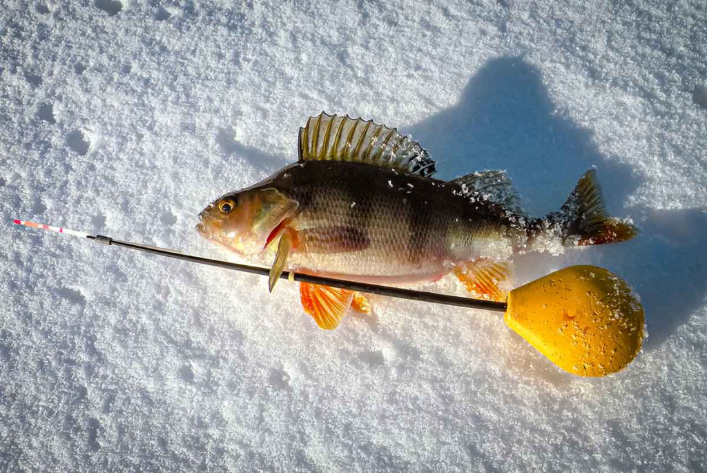 Nuo A iki Z apie monofilamentinį valą. Ketvirta dalis
