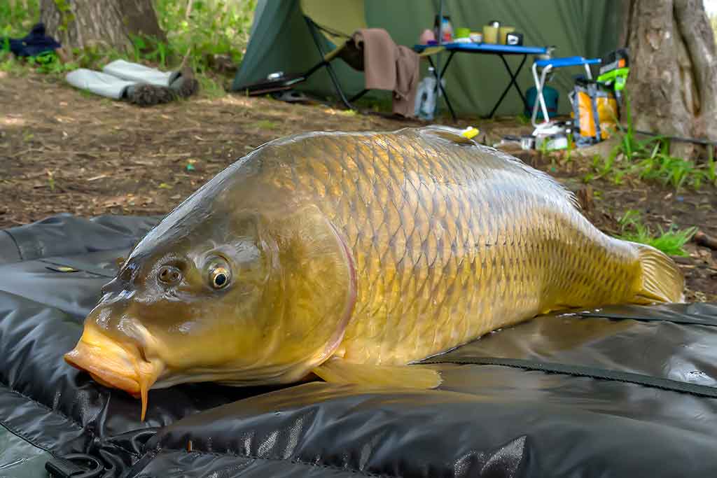 Karpių gaudymo vingrybės. Jaukai, masalai, kvapai