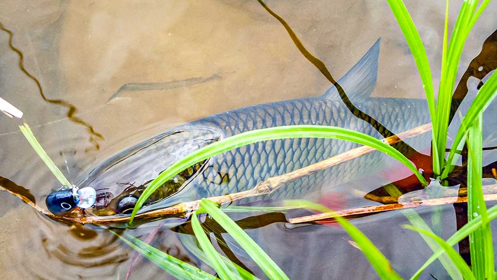 Kur teka Šešupė Kur teka Šešupė