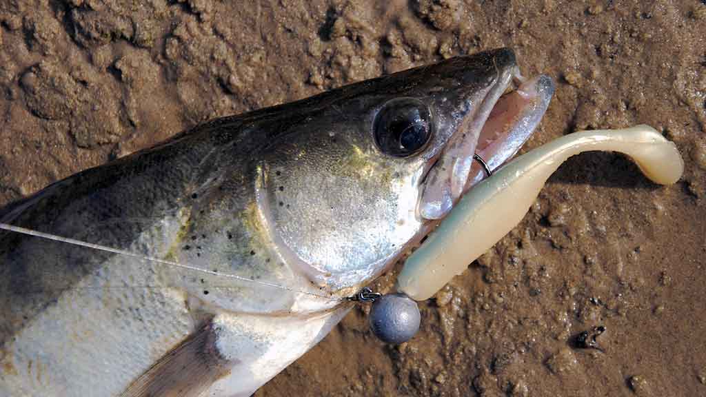 Sterką – guminuku. Spiningavimo subtilybės