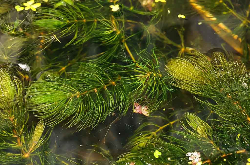 Vandens džiunglių labirintuose. Žuvų mėgstami ir nemėgstami