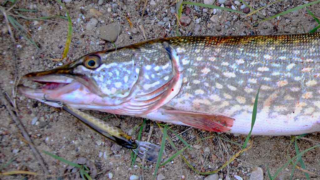 Palydekaukim... Antra dalis