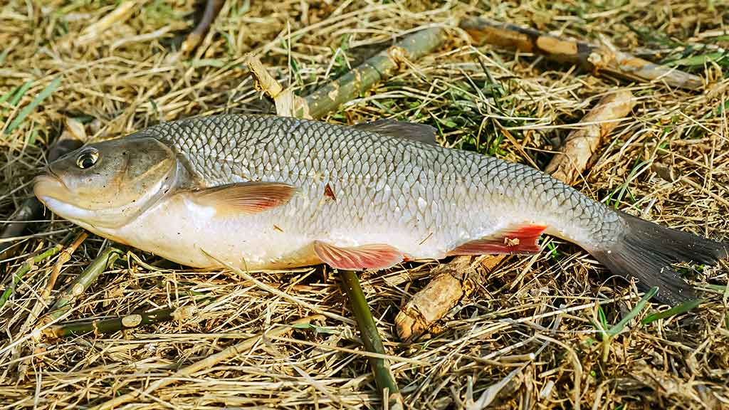Su spiningu kovą ir balandį. Antra dalis Su spiningu kovą ir balandį. Antra dalis