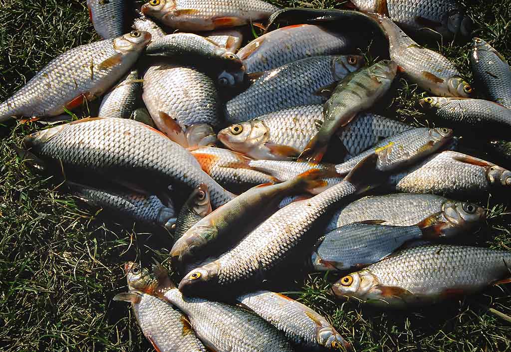 Primirštas geras masalas. Pirma dalis