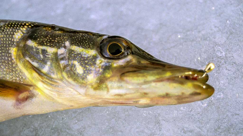 Kaip pagauti kuoją ir karšį? Kaip pagauti kuoją ir karšį?