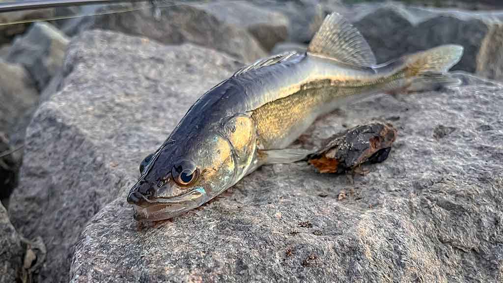 Plėšrūnai naktį nemiega. Pirma dalis