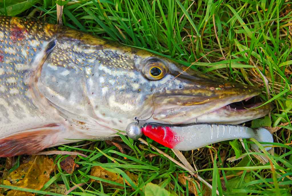 Guminukas pavasariui Guminukas pavasariui