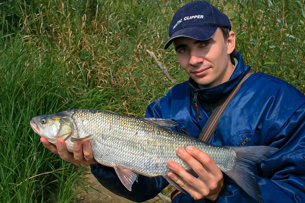 Ar salatis – konservatyvi žuvis? Pirma dalis Ar salatis – konservatyvi žuvis? Pirma dalis