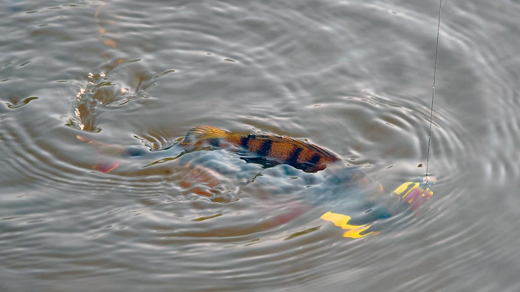 Kaip nešiotis spininginius masalus? Pirma dalis