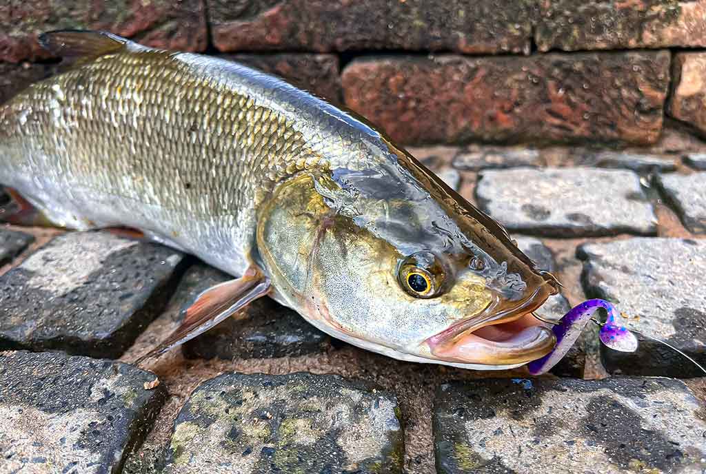 Maži masalai didelei žuviai. Antra dalis Maži masalai didelei žuviai. Antra dalis