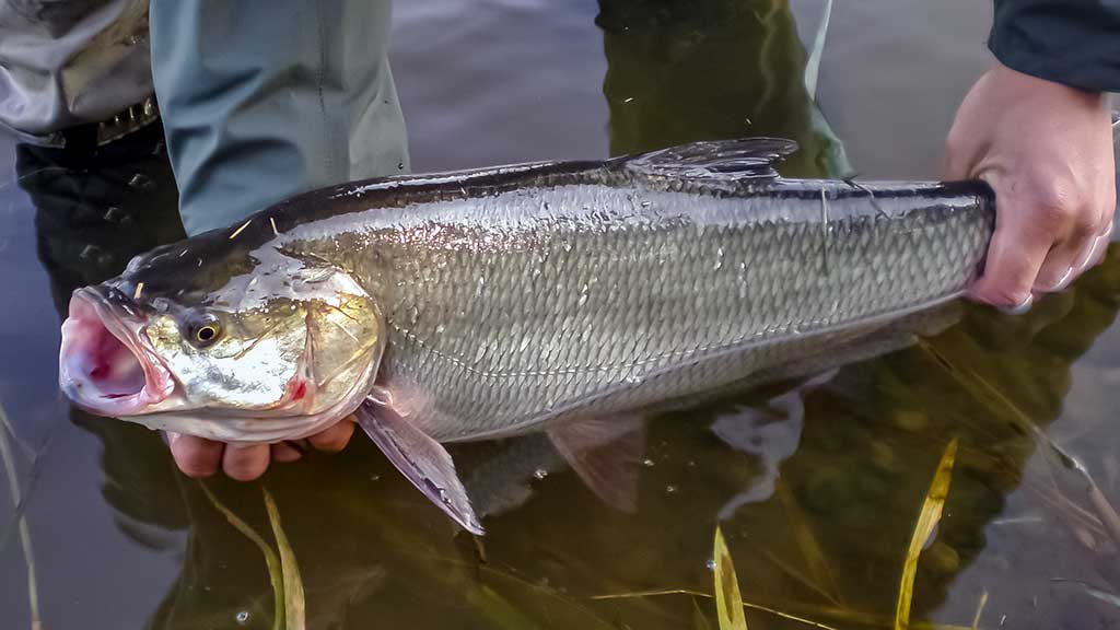 Pasvarstymai apie salačius ir juos gaudančius žvejus