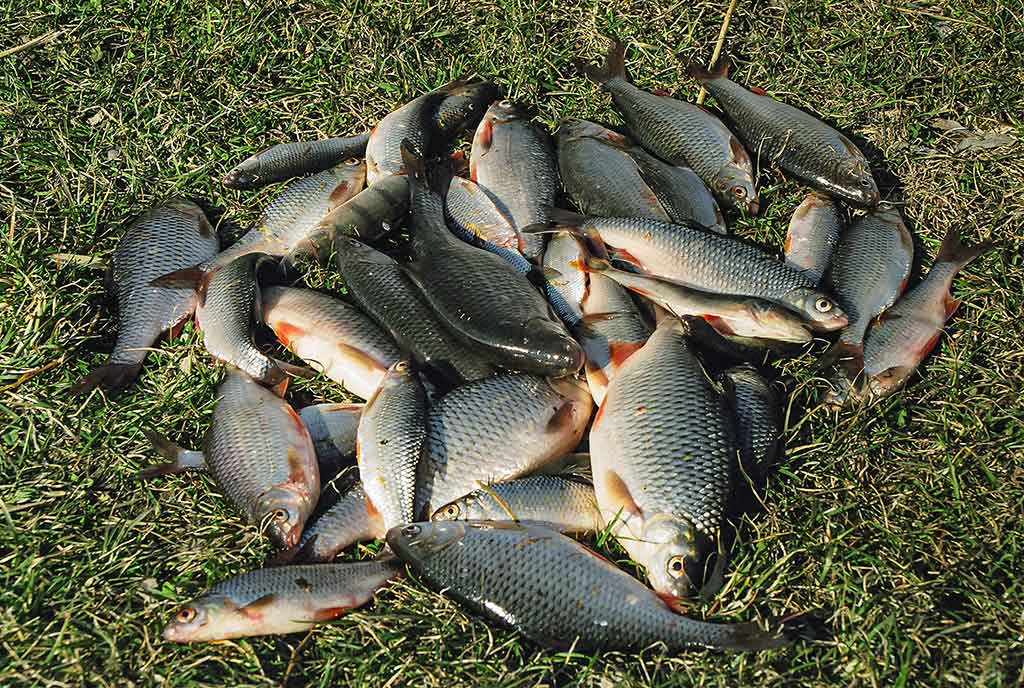 Meškeriojimas plūdine, kur gilu ir sraunu. Pirma dalis