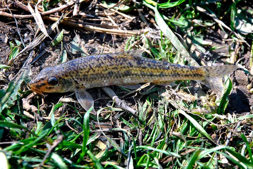 Žiobrių meškeriojimas plūdine – privalumai ir trūkumai