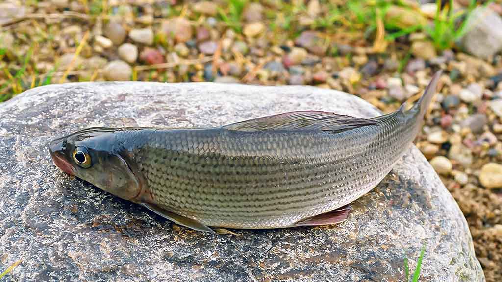 Dvi dienos iki Kiaulės metų. Antra dalis