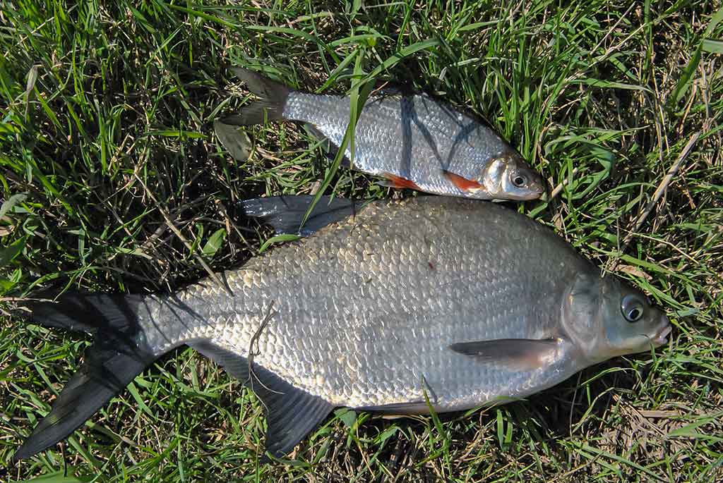 Reabilituokime plūdine upėse. Antra dalis