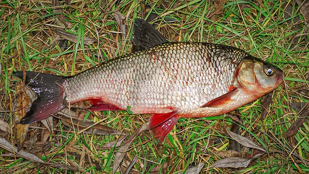 Plėšrūnai naktį nemiega. Pirma dalis