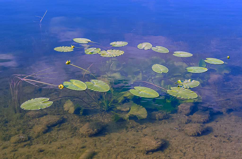 Vandens džiunglių labirintuose. Pačios gražiausios vandenžolės