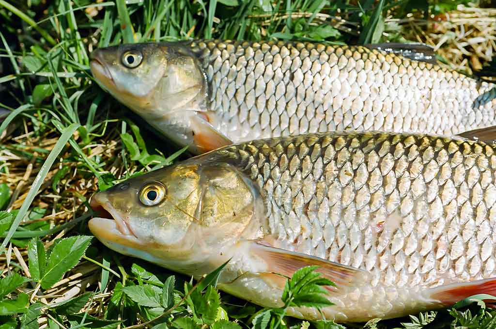 Dar šis bei tas apie kabliukus. Pirma dalis