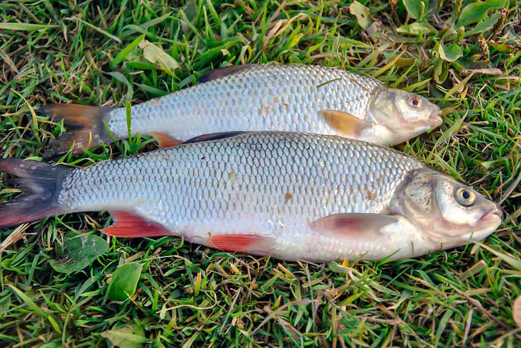 Kaip pagauti karšį? Kaip pagauti karšį?