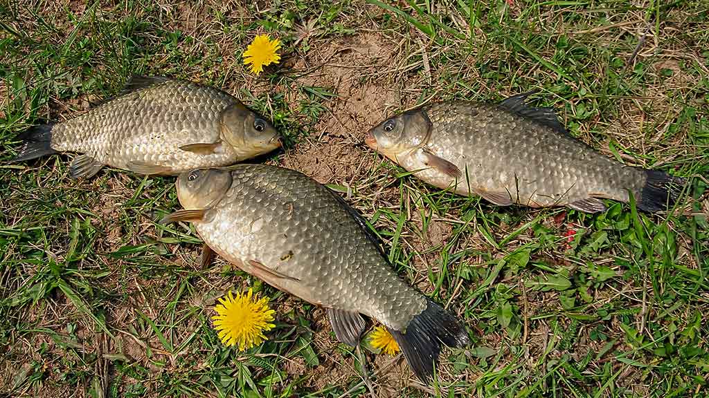 Karosus – dugnine meškere. Pirma dalis Karosus – dugnine meškere. Pirma dalis