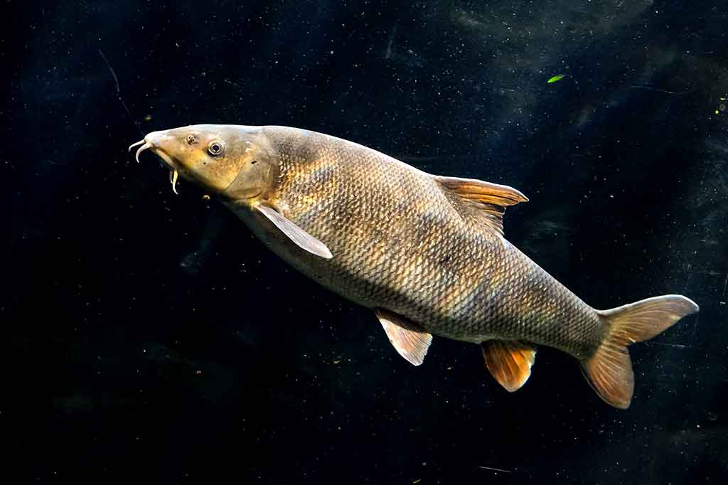 Ūsorius - Barbus barbus