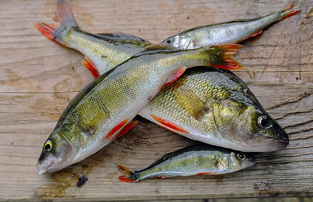 Švento Petro gimtinėje. Pirma dalis Švento Petro gimtinėje. Pirma dalis