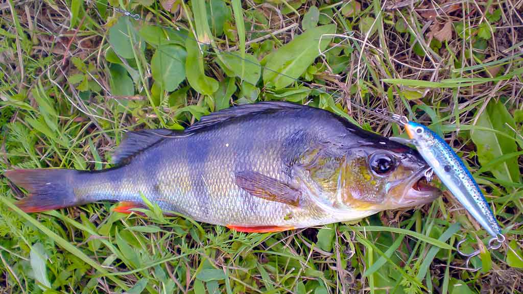 Išsamiai apie membranines bridkelnes. Pirma dalis