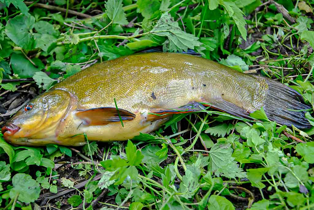 Didelė mažų svarelių reikšmė. Trečia dalis Didelė mažų svarelių reikšmė. Trečia dalis