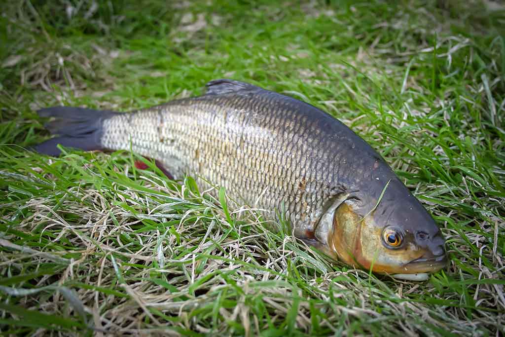 Klasikinis masalas meknėms. Antra dalis