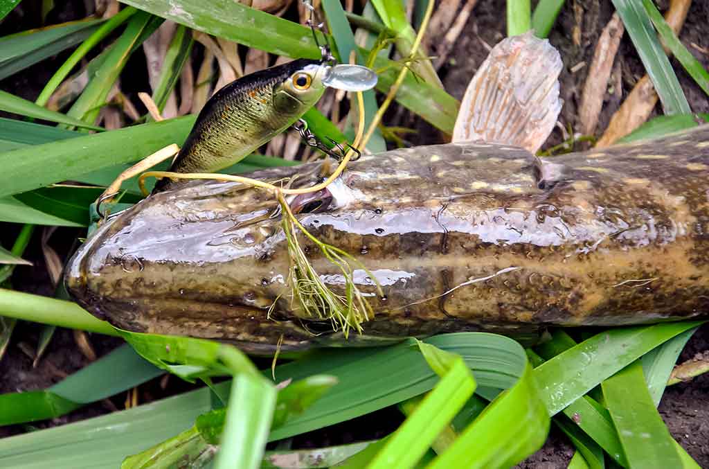 Vobleris po mikroskopu – liežuvis ir kilpa. Trečia dalis