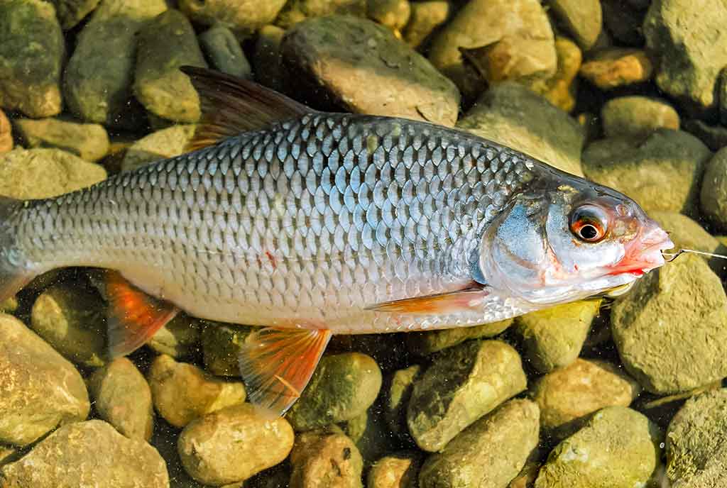 Primirštas geras masalas. Antra dalis Primirštas geras masalas. Antra dalis