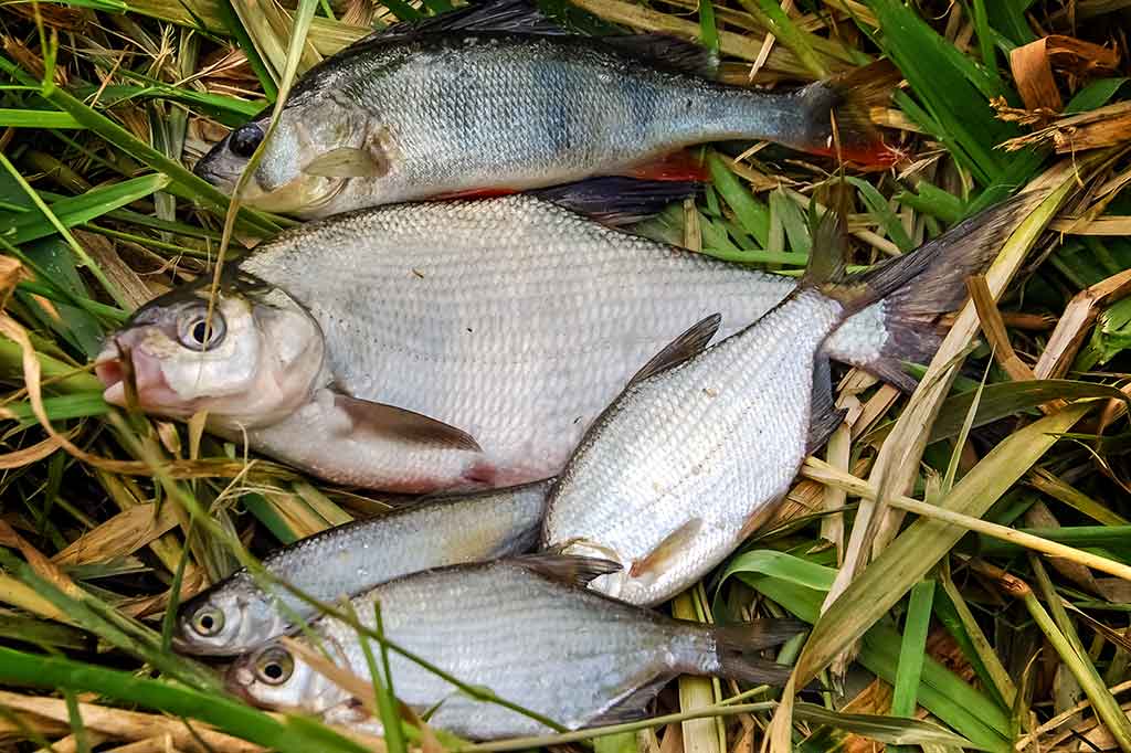 Geriau dugninė su šėryklėle ar be jos? Geriau dugninė su šėryklėle ar be jos?