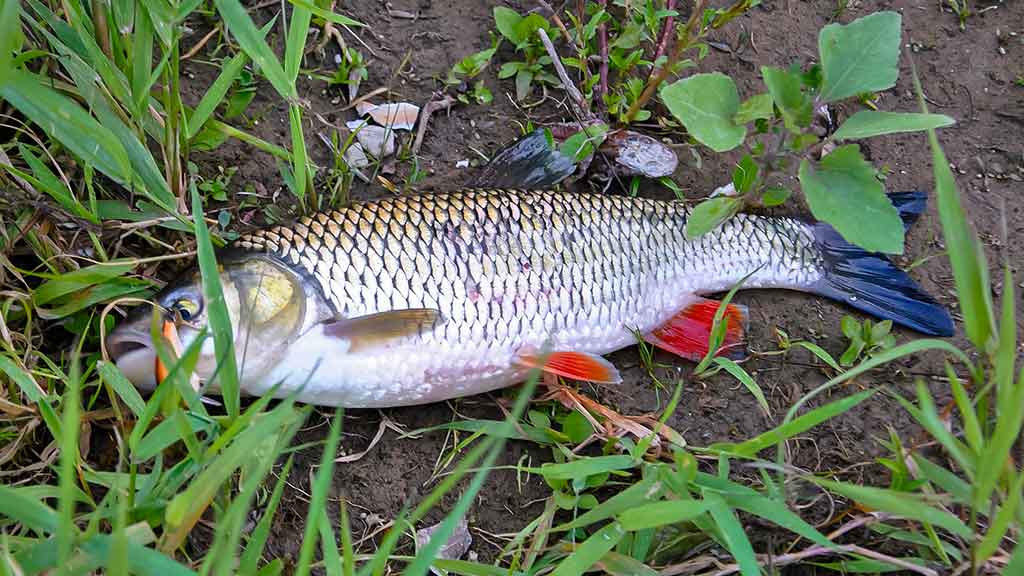 Tiny – kryptis į srovės širdį. Antra dalis Tiny – kryptis į srovės širdį. Antra dalis