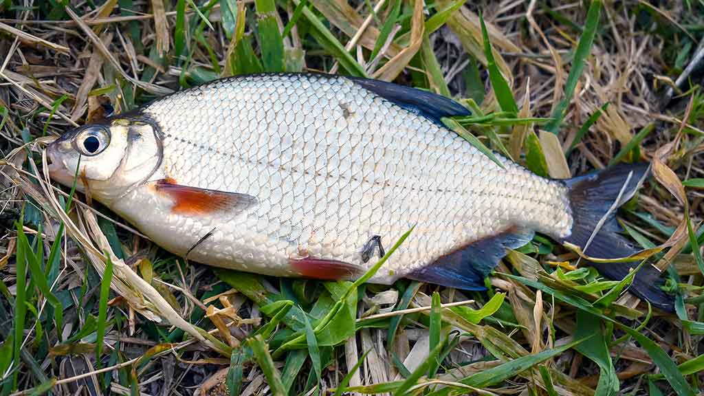 Didžiųjų upių plakiai. Antra dalis