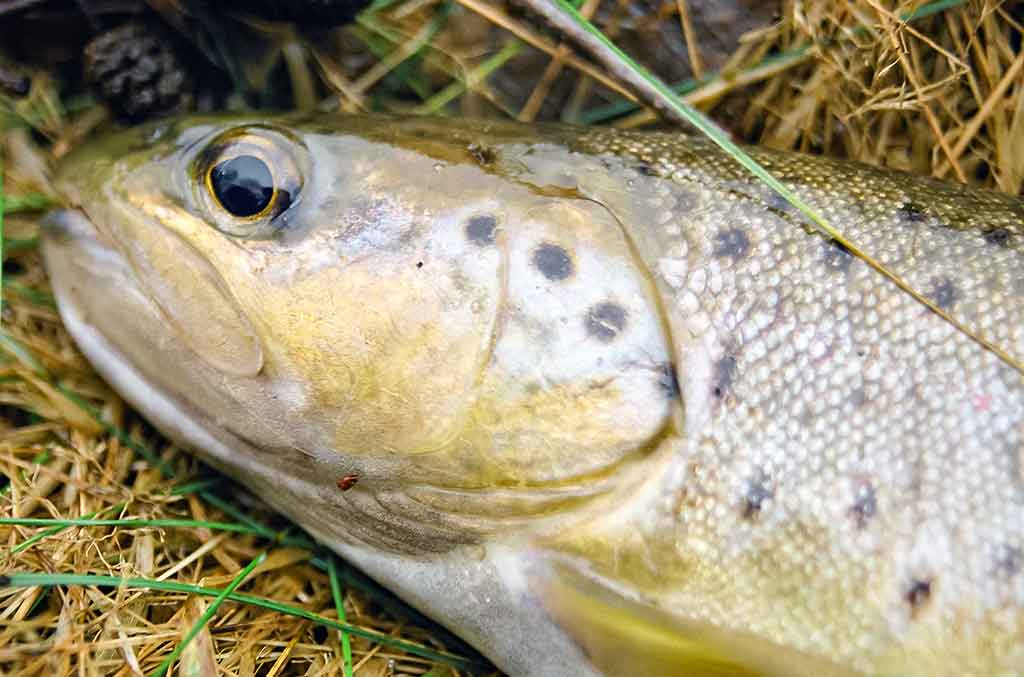 Dvi dienos iki Kiaulės metų. Antra dalis
