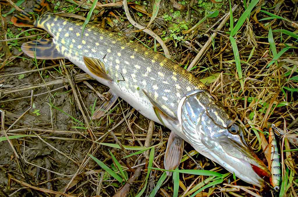 Šiek tiek minčių apie voblerius ir jų pravedimo techniką