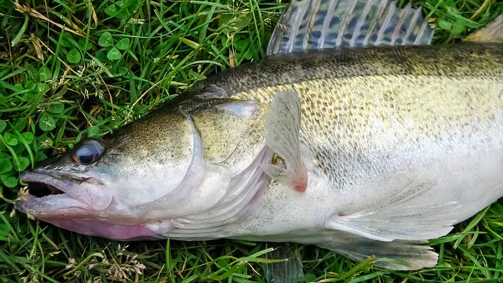 Sterkai iš tvenkinio dugno